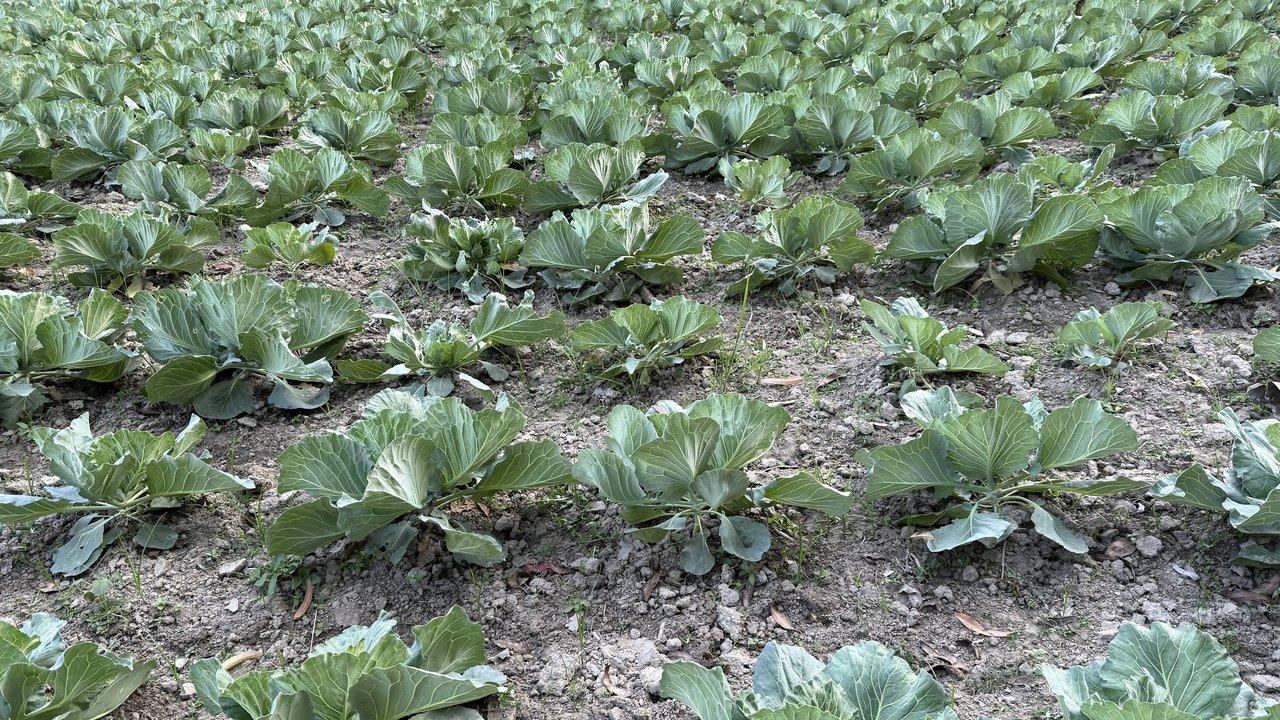 Champ de choux-fleurs bretons sous un ciel typique, témoignant du savoir-faire agricole local.