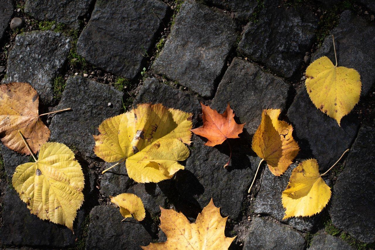 Jolie ruelle pavée à Locronan en automne, ambiance paisible hors saison touristique en Bretagne.