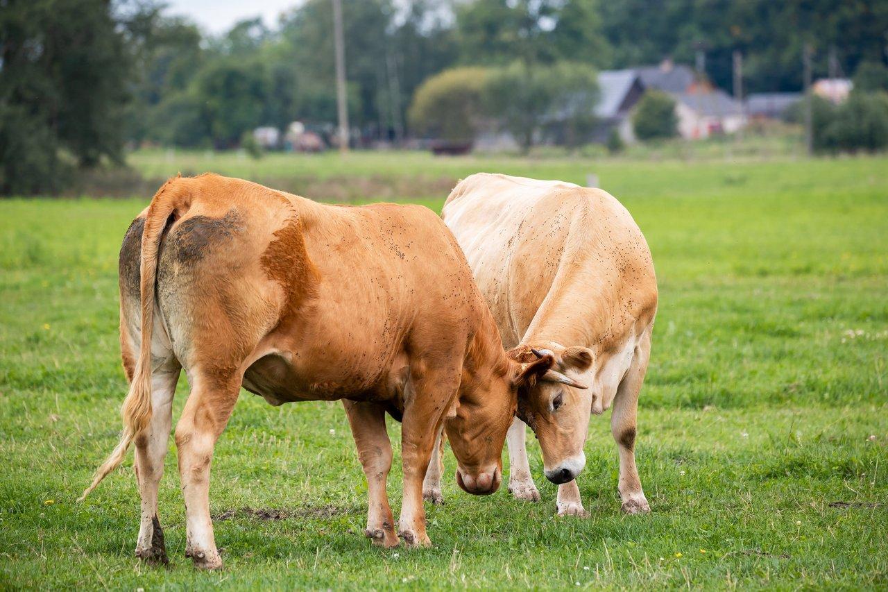 Vaches Bretonne Pie Noir pâturant dans un paysage agricole breton authentique, symbole du patrimoine rural et de l’élevage traditionnel.