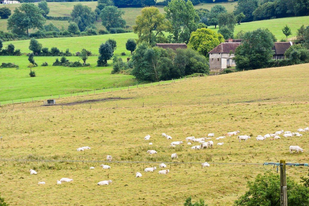 Éleveurs bretons en pâturage avec diversité de races locales et haies bocagères en arrière-plan.