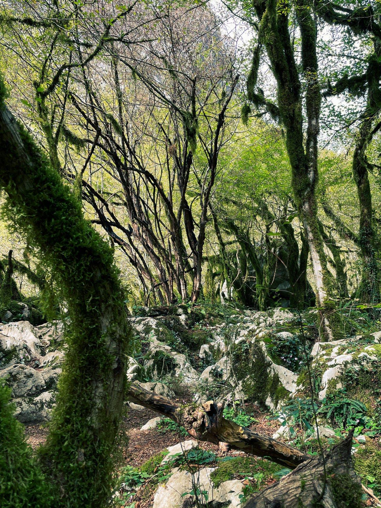 Paysage littoral breton avec forêt de Brocéliande, une scène sereine de la Brittany coastal landscape forest.
