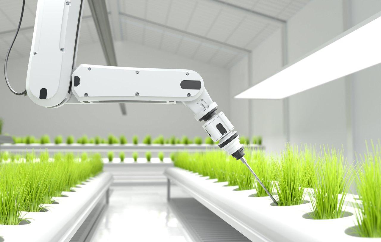 Robot autonome d’effeuillage de tomates développé par Aisprid dans une serre bretonne, illustrant l'innovation agricole.