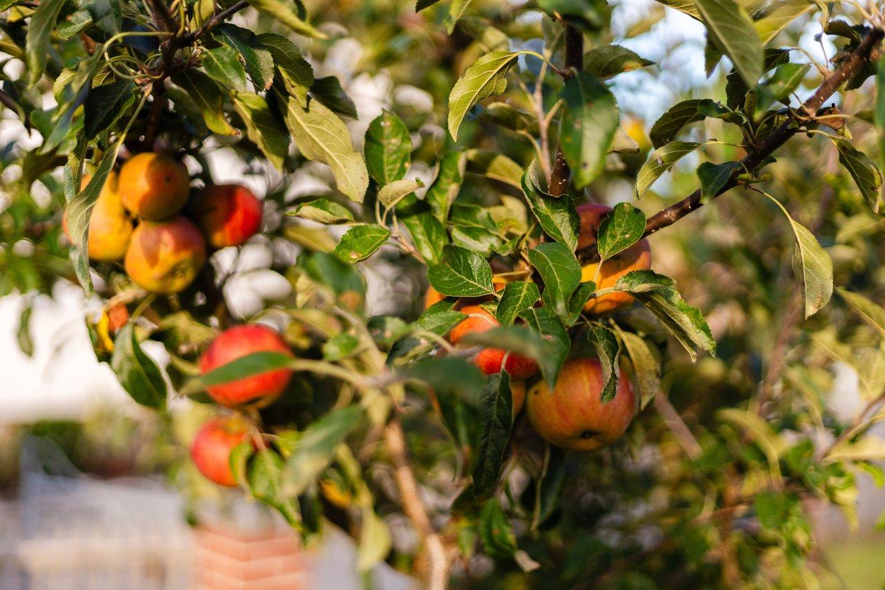 Verger de pommiers en Bretagne au début de l’automne, avec des pommes mûres prêtes à la récolte dans un cadre ensoleillé.